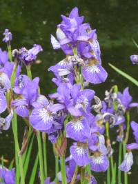 Iris ensata